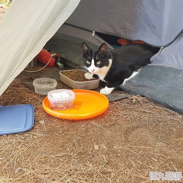 心动小镇猫咪养成指南：打造温馨宠物之家